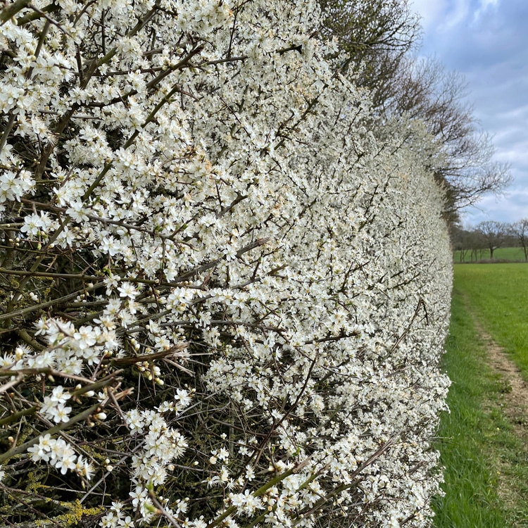Blackthorn Hedge