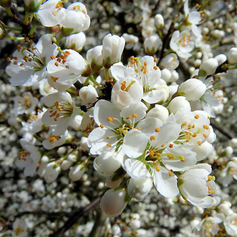 Blackthorn Blossoms
